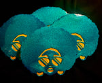 Custom Shaped Coasters